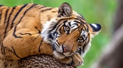 Бенгал тигар (индиски тигар)